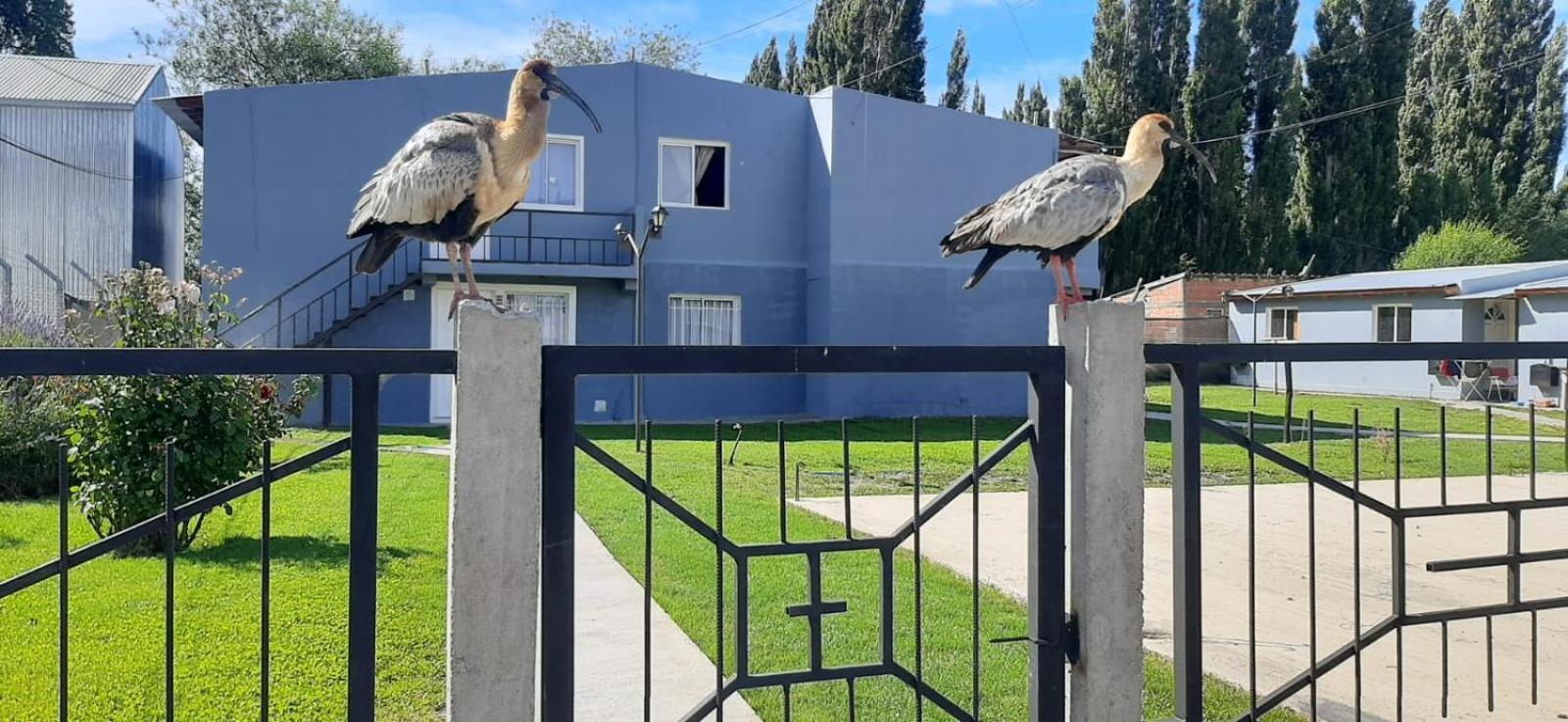Appartamento Departamentos Mawer El Calafate Esterno foto